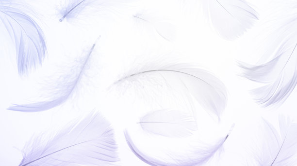 羽毛图案的概念。彩色蜡笔天使羽毛特写纹理在白色背景微距摄影，软焦点。艺术形象优雅，表现自然的脆弱。副本的空间。图片下载