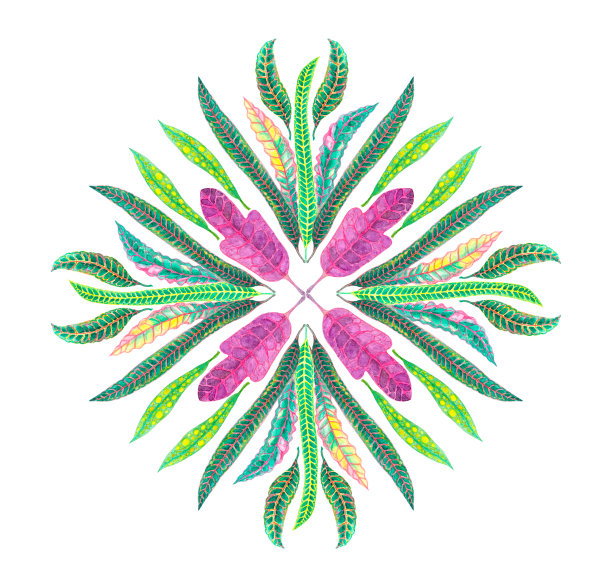 Croton叶子水彩画曼荼罗圆形图案，几何圈元素插图在东方设计蕾丝叶子花艺术品孤立在白色背景和裁剪路径图片下载