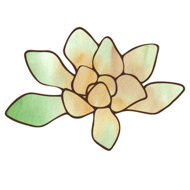 木犀草肉质插图，水彩效果。花卉主题。棕色和绿色，黑色轮廓。物体在白色背景上图片下载