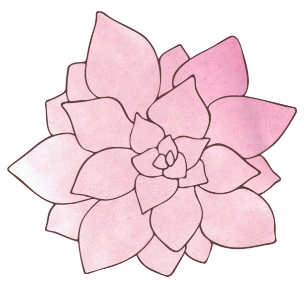 木犀草肉质插图，水彩效果。植物区系的主题。精致的粉红色渐变颜色，轮廓上的背景油漆。物体在白色背景上图片下载