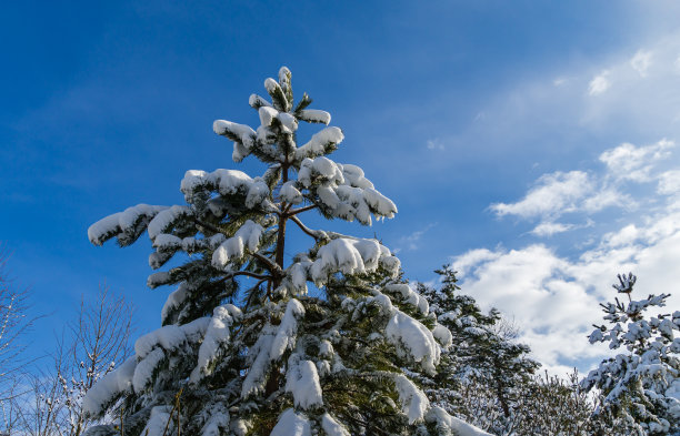 冬天花园里的童话。Сalm白雪覆盖的花园图片。奥地利的松树覆盖着白色蓬松的雪在蓝天的背景。为新年和圣诞节魔术主题的自然概念图片下载