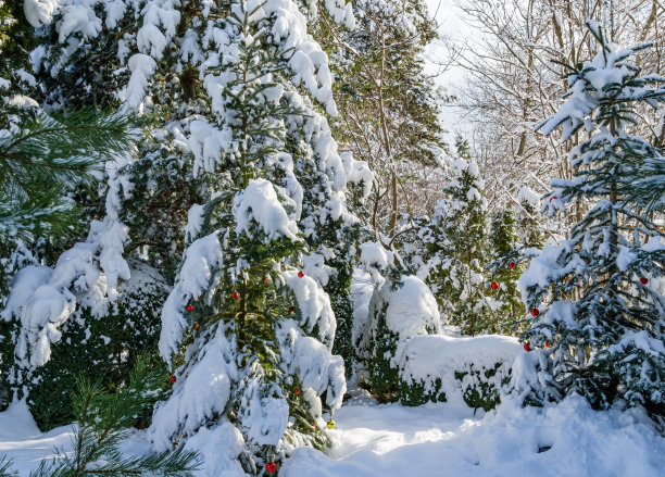 冬天花园里的童话。Сalm白雪覆盖的花园图片。覆盖着白雪的常绿高加索冷杉和朝鲜冷杉。为新年和圣诞节魔术主题的自然概念图片下载