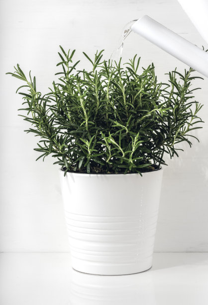 新鲜的迷迭香生长在室内的花盆里。这植物是用喷壶浇的。白色斯堪的纳维亚室内设计。图片下载