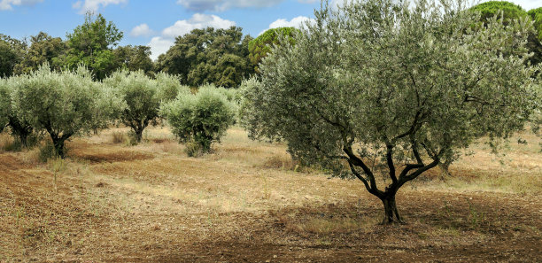 橄榄树图片下载