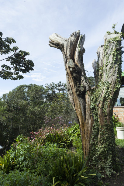 没有树枝的干树干;这张照片是在蓝天下拍摄的。图片下载