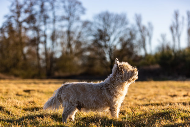 一组金发石堆梗在草地上奔跑跳跃的照片图片下载