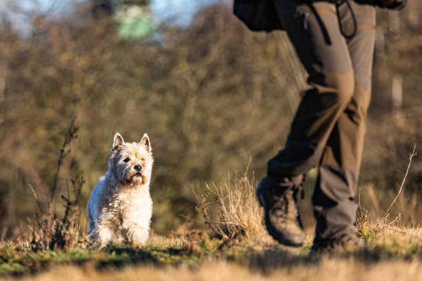 一组金发石堆梗在草地上奔跑跳跃的照片图片下载