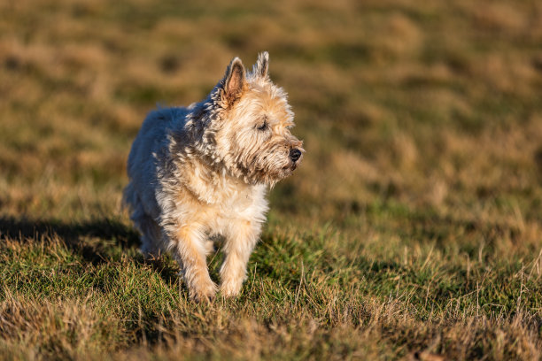 一组金发石堆梗在草地上奔跑跳跃的照片图片下载
