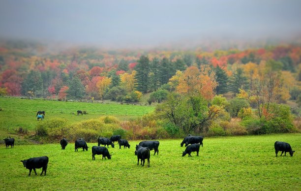 放牧一生。图片下载
