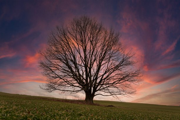 日落时乡间的一棵孤独的树图片下载