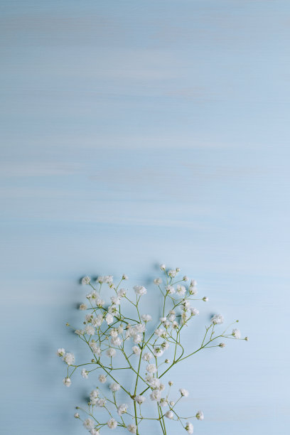 蓝色底色与白色天竺葵枝。图片下载