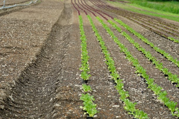 蔬菜农场，绿色和紫色的年轻生菜生长在长床上，在远景中相遇。水平照片在低角度查看理想的背景与复制空间。图片下载