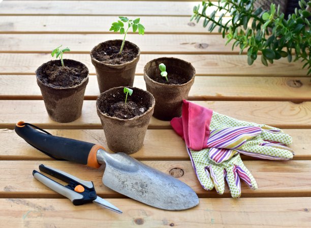 春菜苗木，日光温室种植图片下载