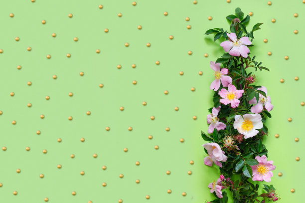 精致绿色背景上美丽的玫瑰果枝图片下载