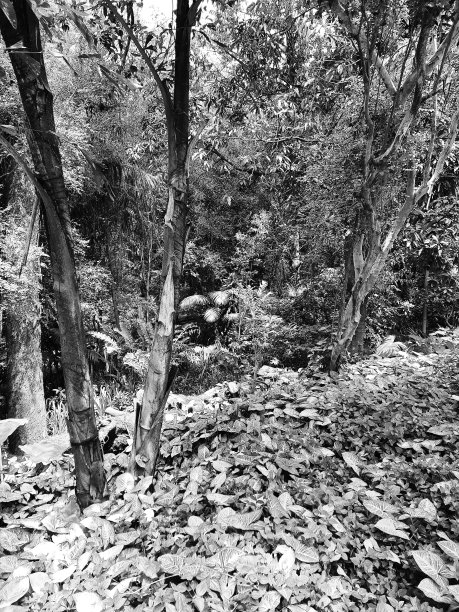 在一个树林图片下载