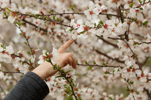 女人的手抚摸着春天的杏花图片下载