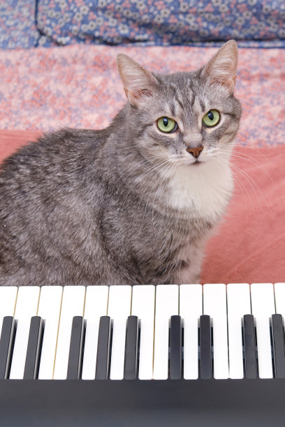 那只绿眼睛的猫坐在乐器旁边图片下载