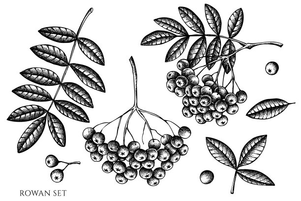 设定手绘黑白花楸图片下载