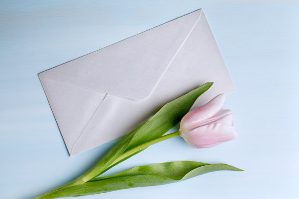 蓝色背景的粉色郁金香和信封。图片下载