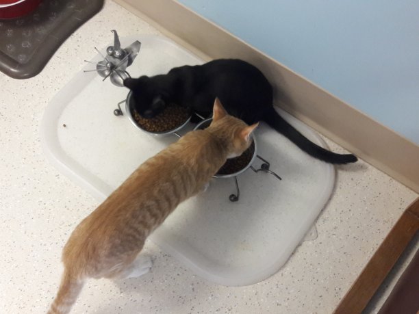 一起吃饭图片下载