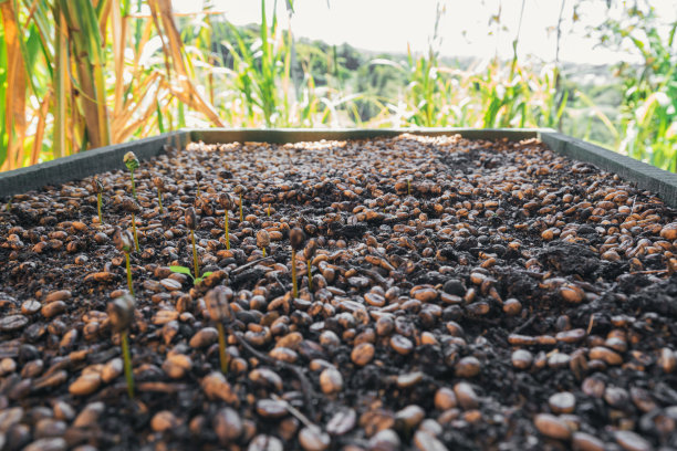 研磨过的容器里有正在发芽的咖啡豆图片下载