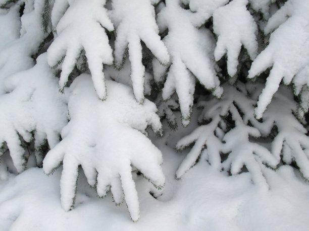 白雪常绿的树枝特写图片下载