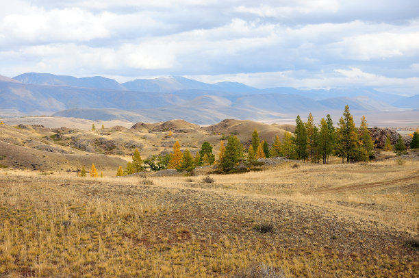 林间空地山上有一小片针叶林，背景是积雪覆盖的山脉。图片下载