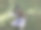 年轻美丽的女士在公园拉小提琴图片下载