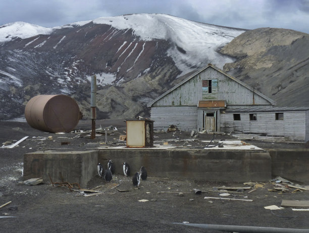 南极洲欺骗岛的企鹅图片下载