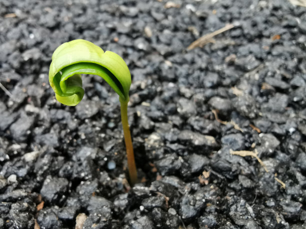 自然优势图片下载