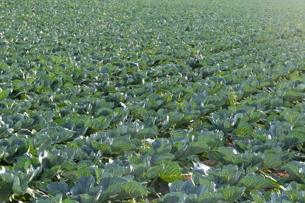 农场里的新鲜卷心菜图片下载