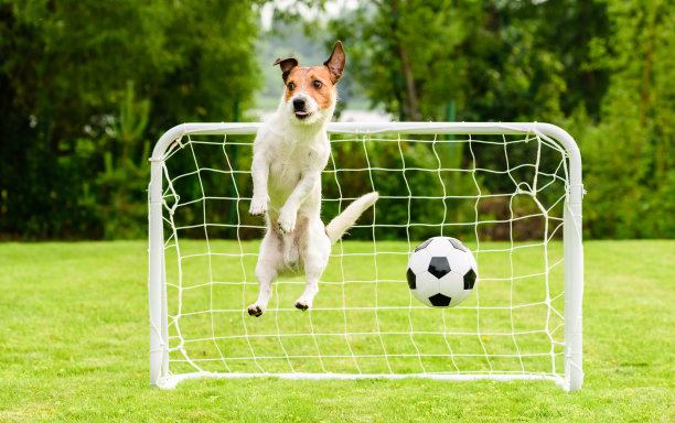 跳跃的狗作为有趣的守门员不能拯救目标和错过足球(足球)图片下载