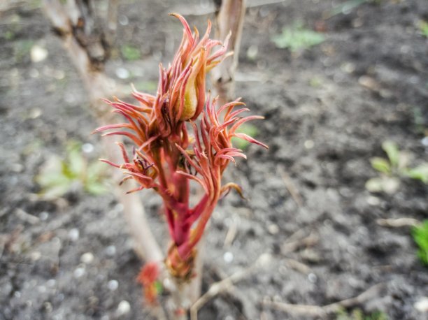牡丹醒了，迎接春天。花园。图片下载