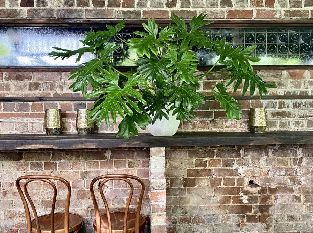 热带棕榈叶植物与砖墙木凳图片下载