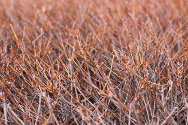 布什什图片下载