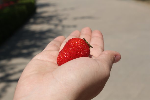 干净的手上沾着新鲜的草莓图片下载
