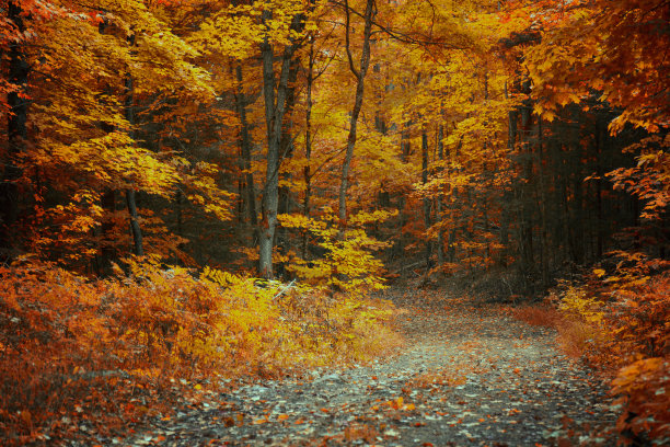 马斯科卡的金色图片下载