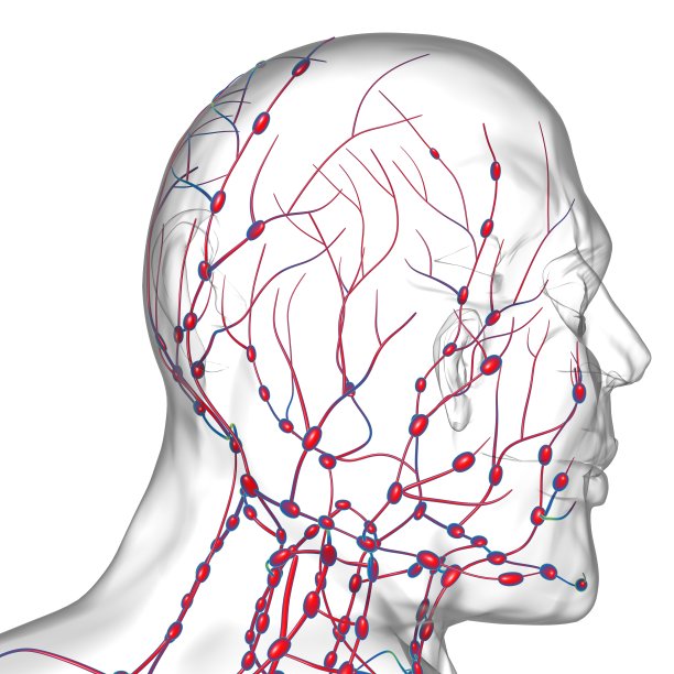 人体淋巴结解剖用于医学概念3D渲染图片下载