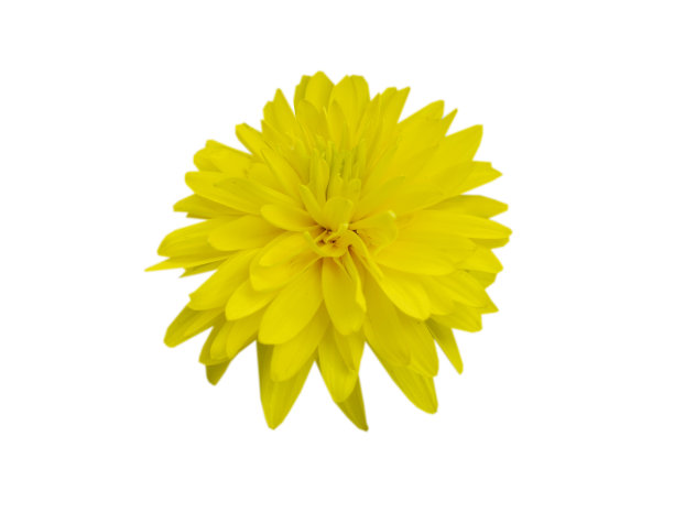 一朵黄色的菊花图片下载