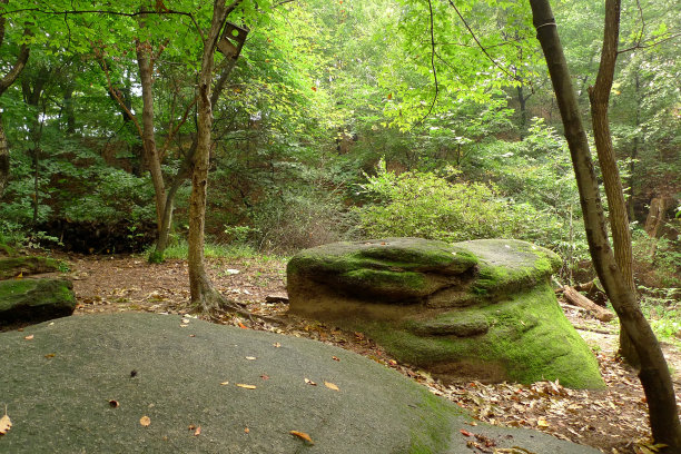 在韩国素腊山周围的森林里，天气总是潮湿，到处都长满了苔藓图片下载