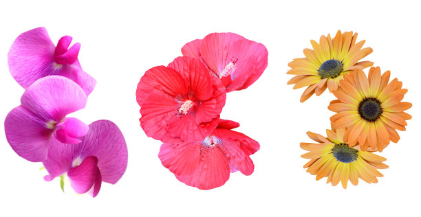 一束四季自然花，孤立白色图片下载