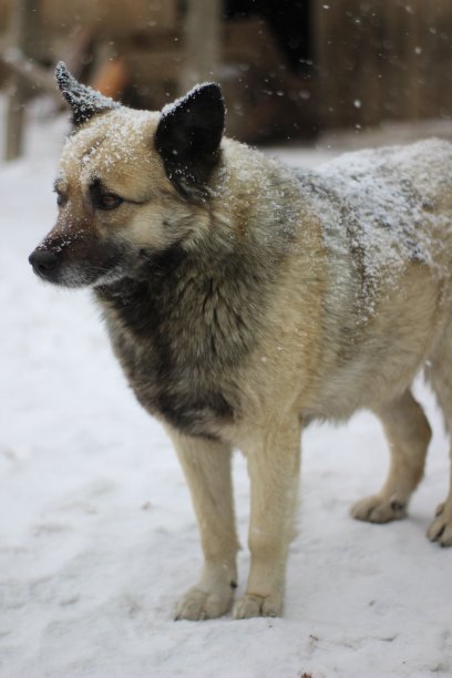 毛茸茸的狗在下雪的冬天美丽的下雪图片下载