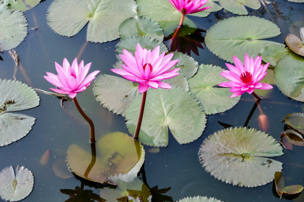 池塘里的荷花，以数码照片图片为背景图片下载