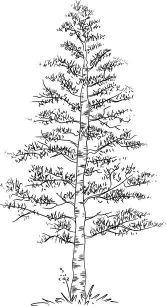 森林公园树木图标轮廓手绘风格图片下载