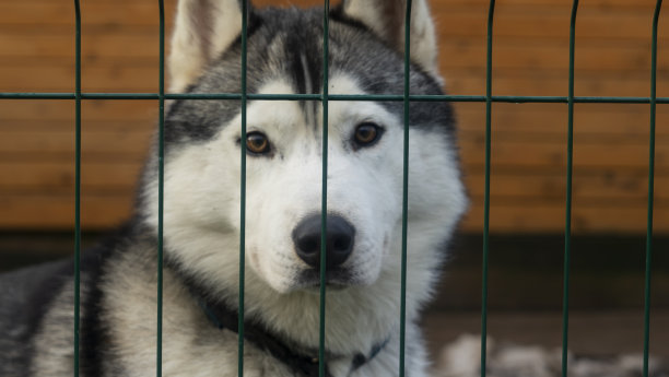 笼子里的西伯利亚哈士奇。哈士奇在街上的鸟舍里，在铁栏后面。动物的概念。图片下载