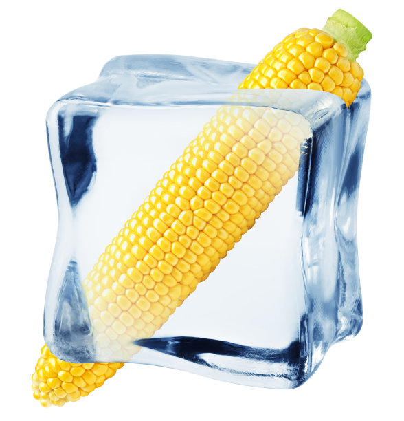 冰块中的玉米穗，孤立在白色背景上，修剪路径，全景深图片下载