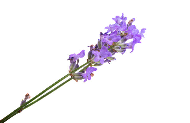 薰衣草花孤立图片下载