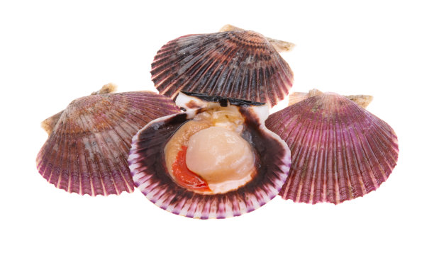 孤立的贝壳扇贝图片下载