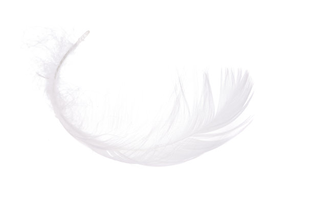 轻盈的天鹅羽毛图片下载