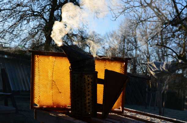 养蜂人检查蜂房内蜂蜡的质量。使用冒烟的金属容器，通过燃烧悲伤的木头产生浓烟。手印透过蜂蜡发出亮光图片下载